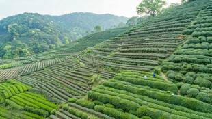 层层叠翠的美丽茶山风光