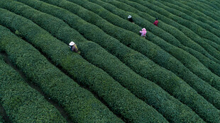 茶园劳作景象