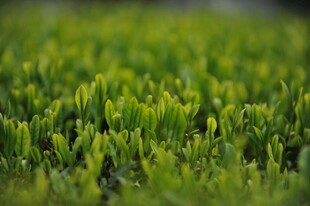 嫩绿草坪特写