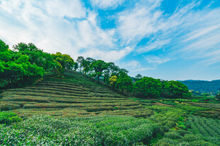 山间茶园美景