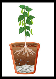 盆栽植物根系生长示意图