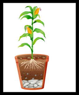 盆栽植物根系生长示意图