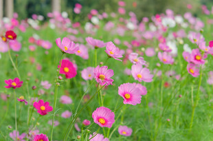 格桑花