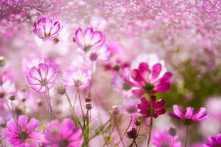 格桑花