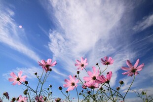 格桑花