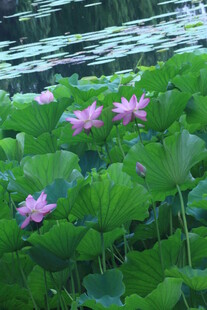 荷花荷叶 