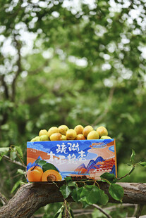 树枝上的黄杏