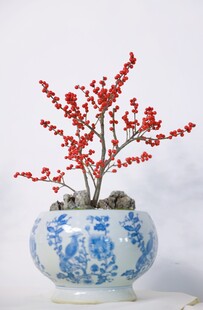 青花瓷盆中的红梅盆景