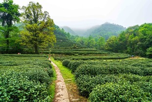 山间茶园小径绿意盎然
