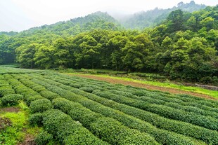 翠绿茶园青山环绕美景