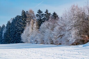 冬日雪景中的树林与开阔雪地