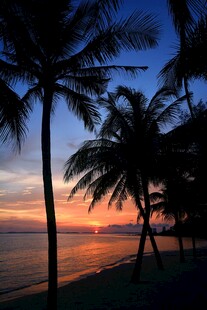 海边椰林日落美景