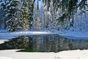 冬日雪林旁的静谧小湖