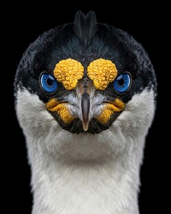 蓝眼鸬鹚