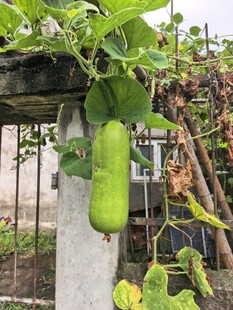 丝瓜栽培