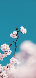 枝头绽放的粉嫩樱花