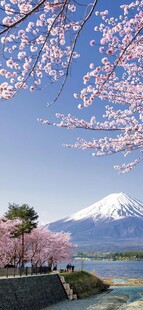 富士山下烂漫樱花景