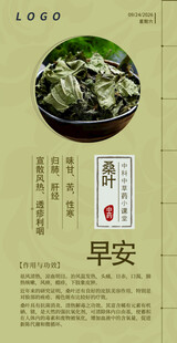 中医中药问早 早安 桑叶