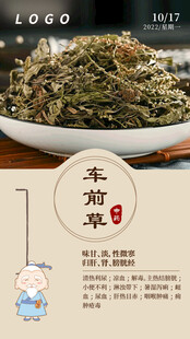 中医中药问早 早安 车前草