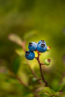 枝头蓝莓 