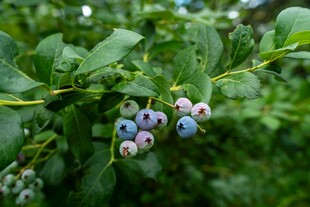 枝头蓝莓果实饱满诱人