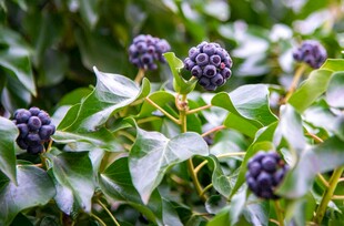 紫果绿叶植物特写