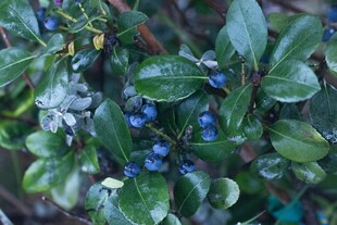蓝紫色果实的翠绿植物