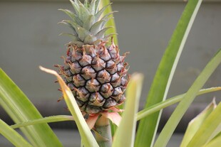 生长中的新鲜菠萝