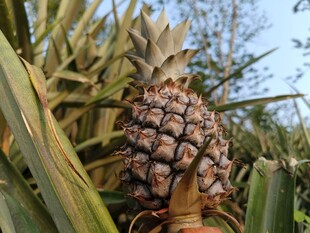 田间成熟的新鲜菠萝