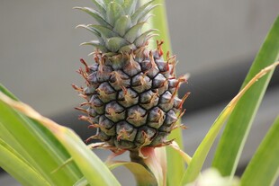 菠萝植株