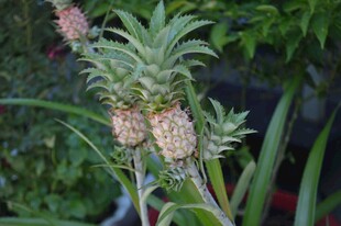 生长中的新鲜菠萝植株