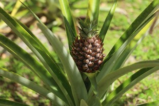 生长中的小菠萝