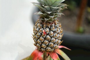  新鲜带叶的菠萝