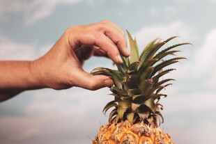 手触菠萝顶