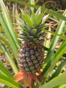 田间生长的新鲜菠萝