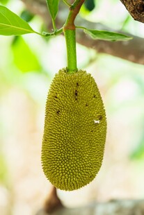 树上的青皮菠萝蜜