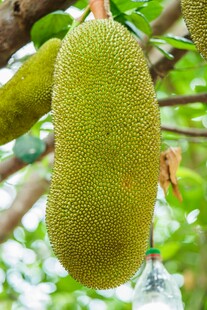 树上的大菠萝蜜