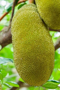 树上的饱满菠萝蜜