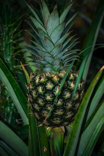 田间生长的新鲜菠萝