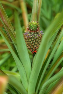 田间生长的新鲜菠萝