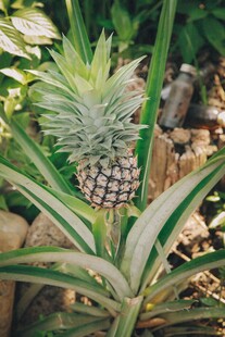 生长中的新鲜菠萝植株