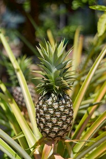 田间生长的新鲜菠萝