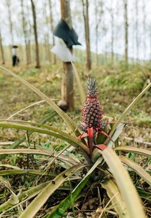 田间菠萝植株特写