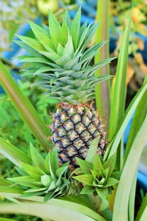盆栽中的小菠萝