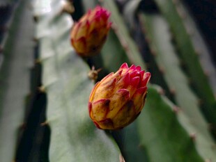 火龙果花苞特写