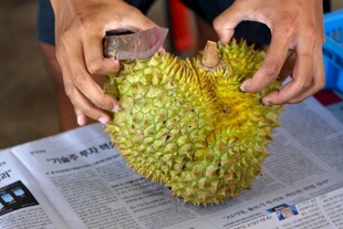 双手开剥新鲜榴莲