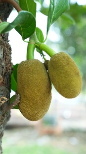 树上挂着的两个黄果子