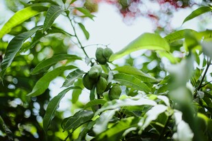 绿叶间的青芒果