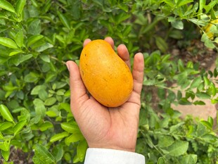 手中金黄芒果 