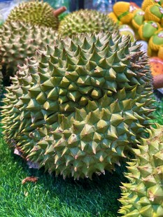 新鲜带刺榴莲摆放在草地